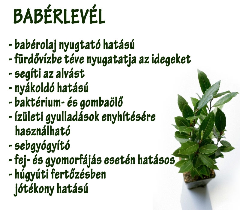 Babérlevél