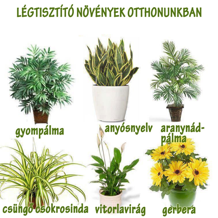 Légtisztító növények