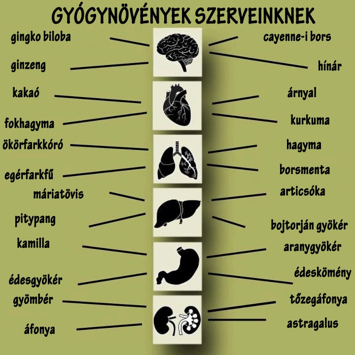 Gyógynövények szerveinknek
