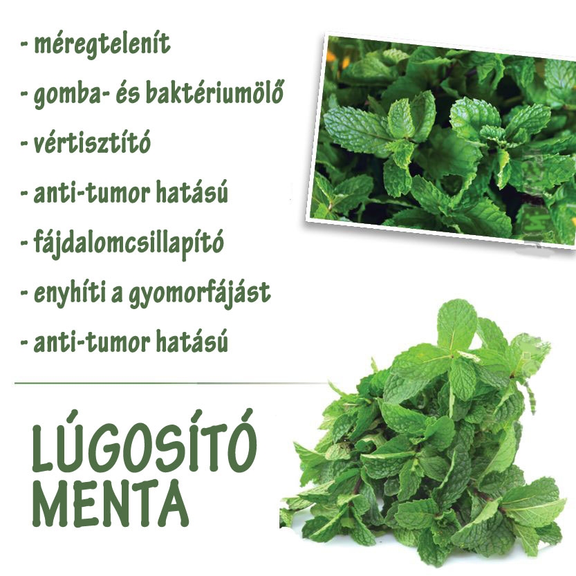 Lúgosító menta