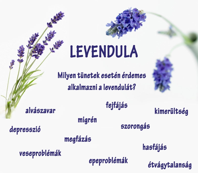 Levendula
