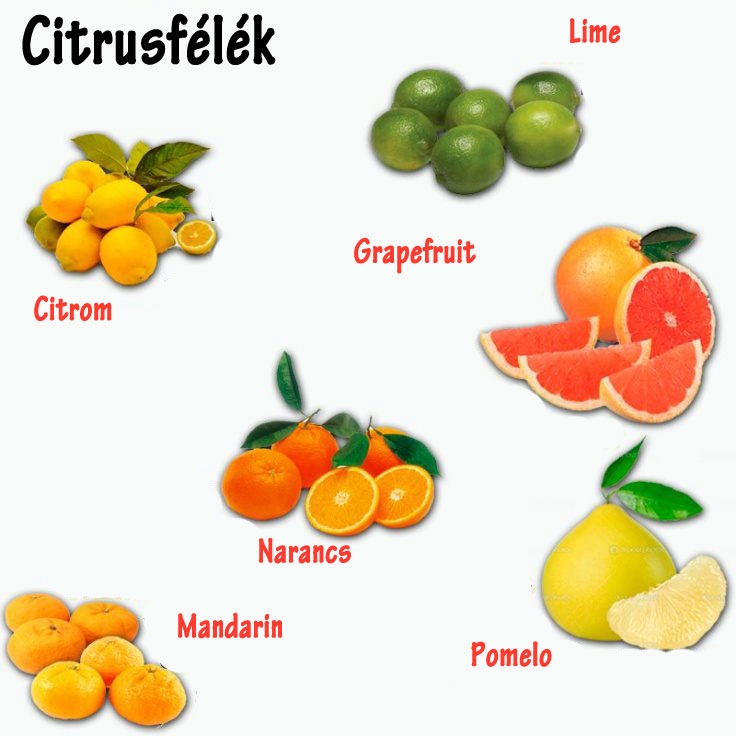 A citrusfélék