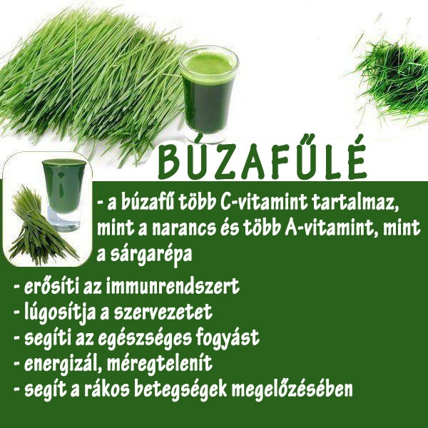 Búzafűlé