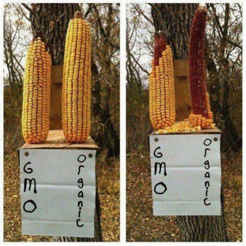 Génmódosított (GMO) vs. organikus