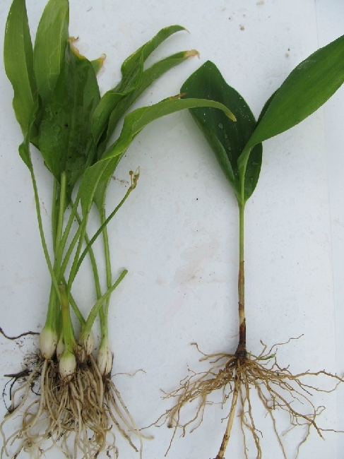 Medvehagyma vs. gyöngyvirág
