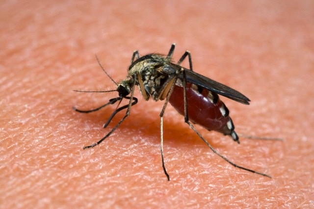 Csak egy szúnyogcsípés