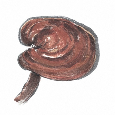 Gyógygombákkal a kemoterápia mellékhatásai ellen?