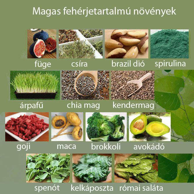 Magas fehérje tartalmú növények