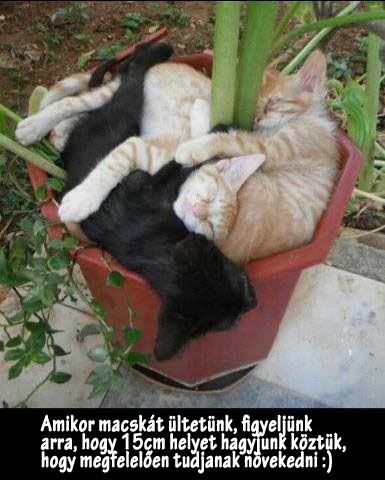 Amikor macskát ültetünk