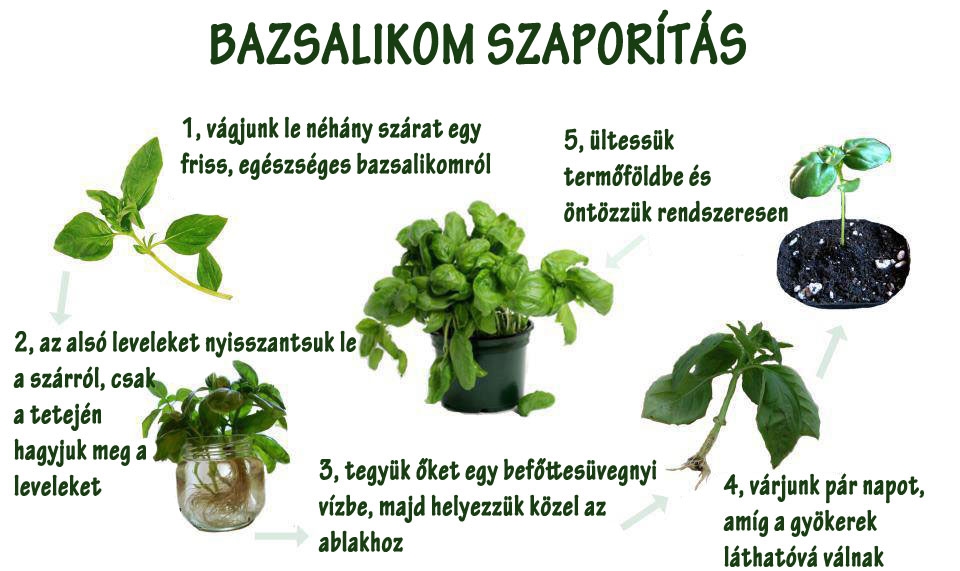 Bazsalikom szaporítás