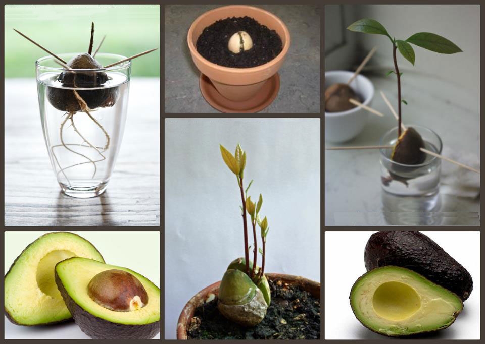 Avokádó ültetés