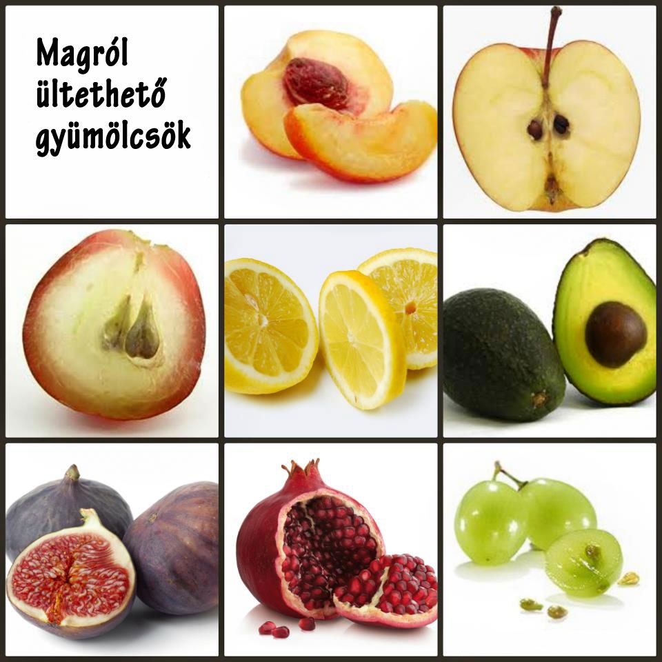 Magról ültethető gyümölcsök