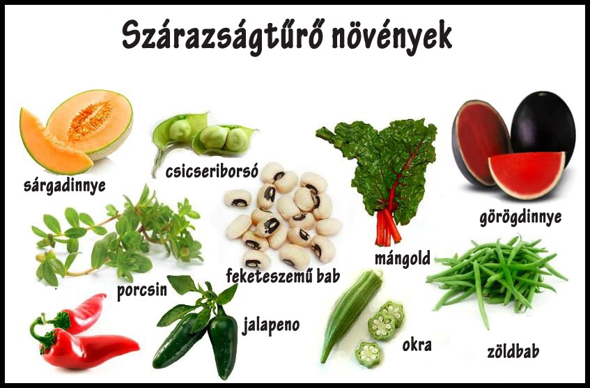 Szárazságtűrő növények