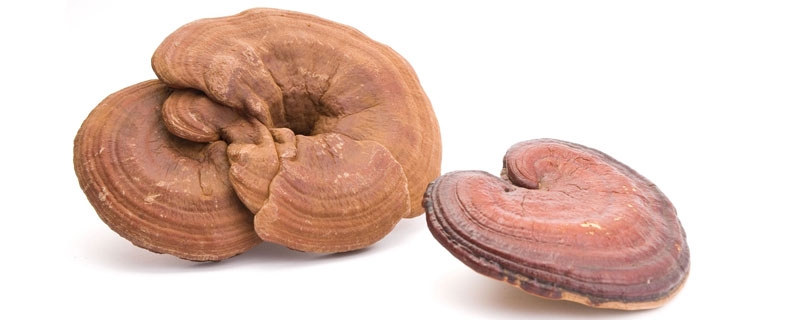 Ganoderma lucidum gyógygomba