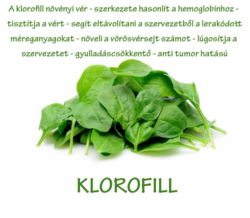 Klorofill - növényi vér