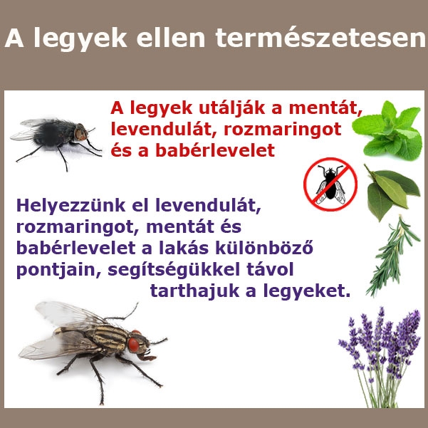 A legyek ellen természetesen