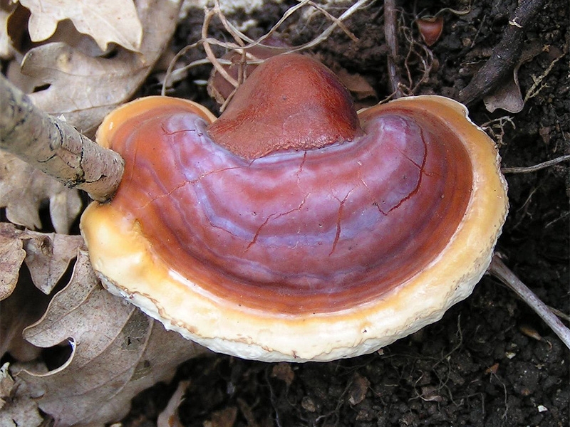 Ganoderma: májerősítő gyógygomba?