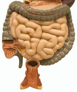 A gyulladásos bélbetegségek