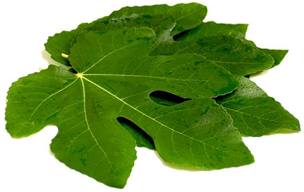 A fügelevél és a cukorbetegség