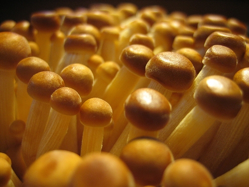 Béta glükán, gyógygombák