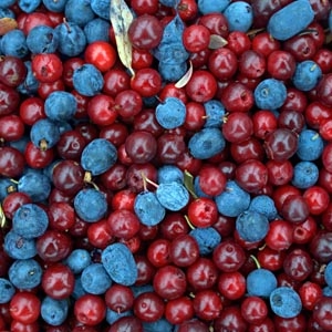 Áfonya kivonat vs. húgyúti fertőzések