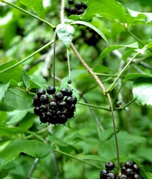 Természetes gyógymód pajzsmirigy túlműködésre