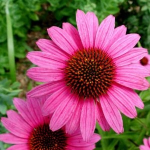 Hogyan kezeljük a légúti fertőzéseket?