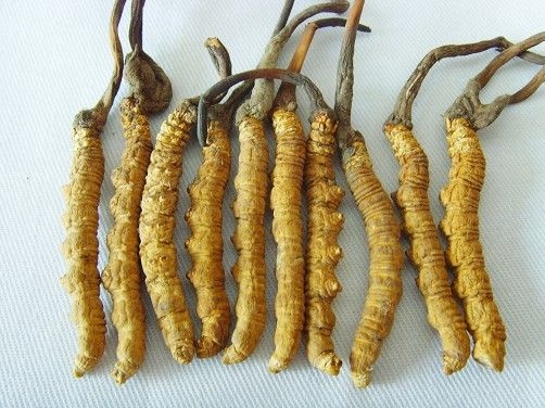 Libidónövelés és rákmegelőzés Cordyceps gyógygombával?
