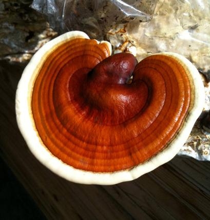 Fokozza egészségi állapotát reishi gomba fogyasztással