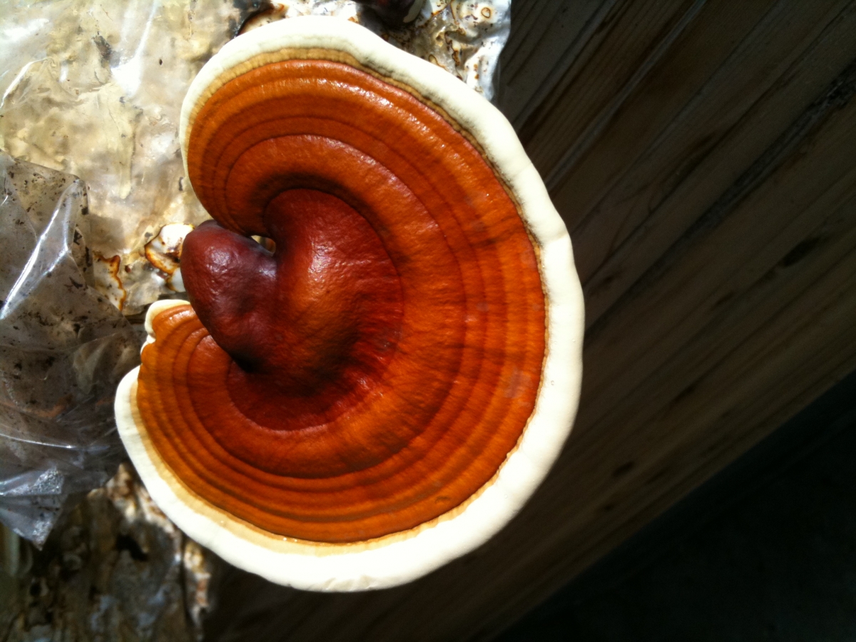 Reishi gomba