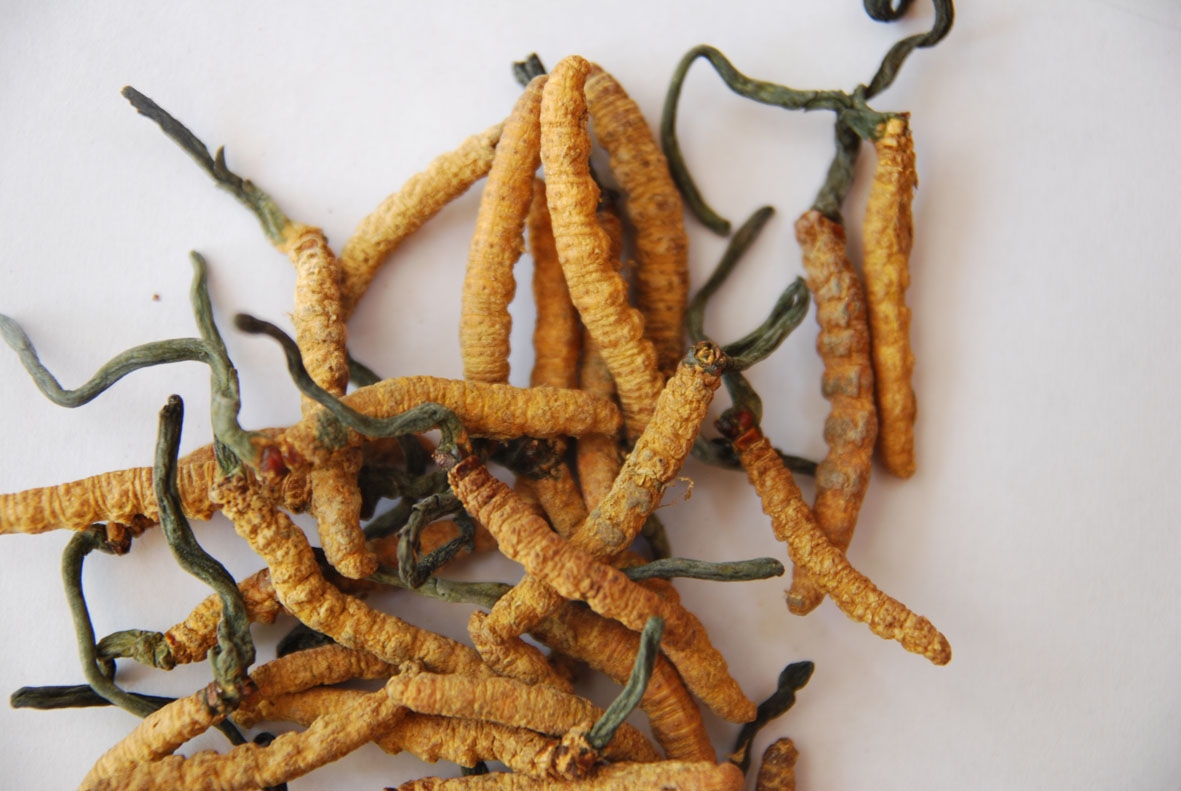 Cordyceps gyógygomba