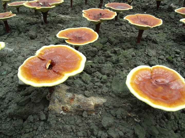 A reishi gyógygomba megnövelheti a várható élettartamot?