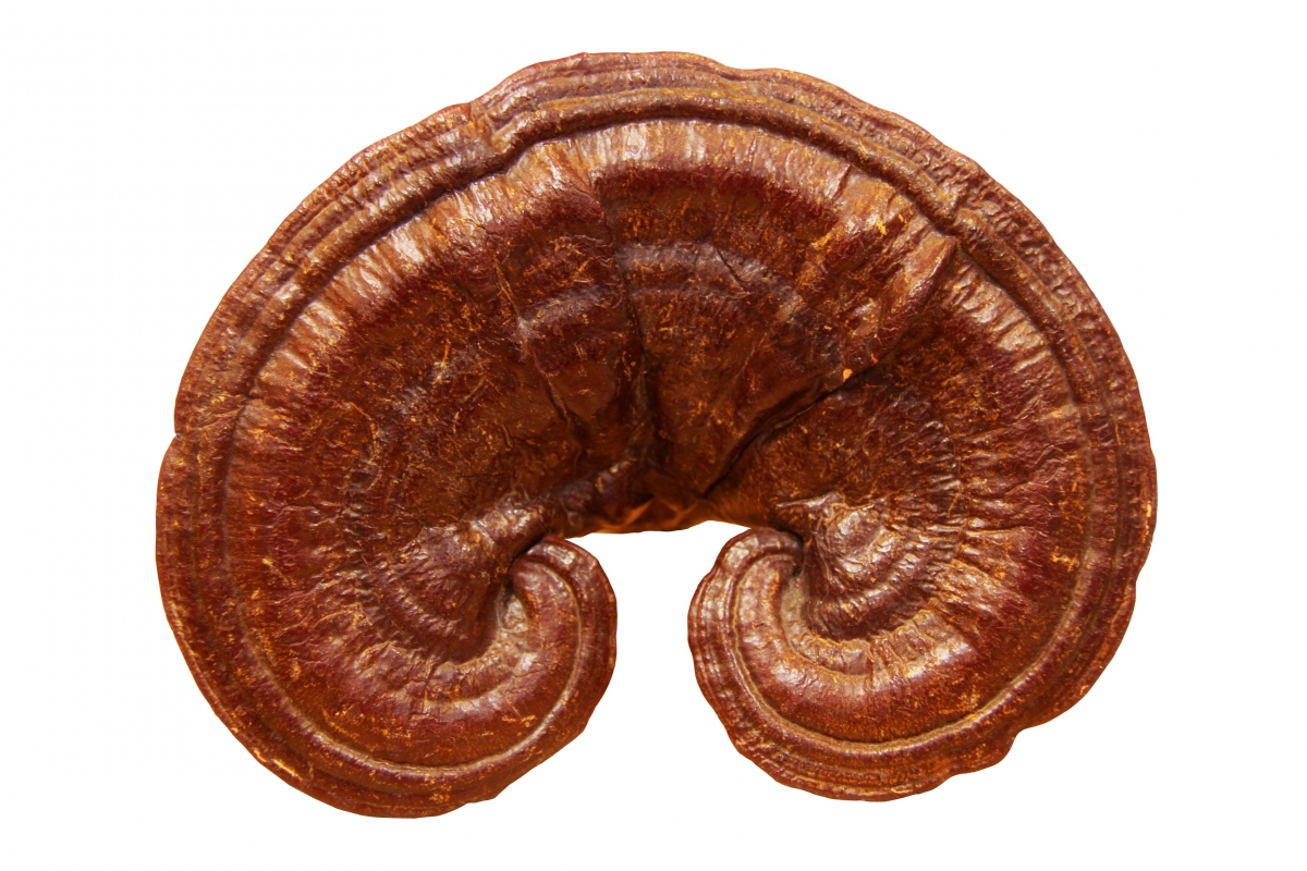 A reishi gyógygomba