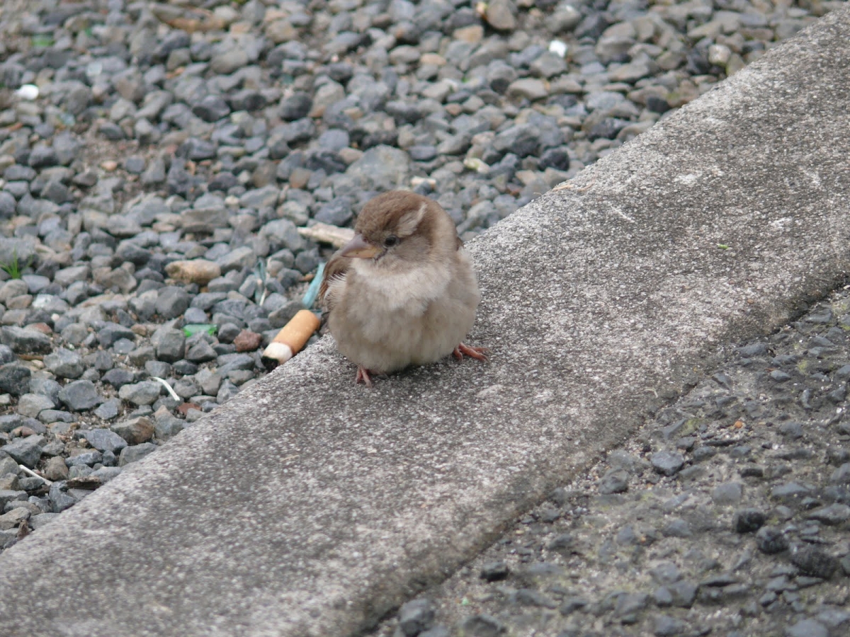 Öngyógyító állatok