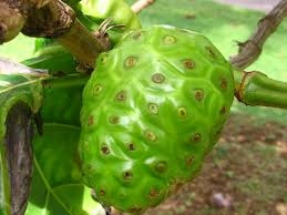 Kutatás: a noni