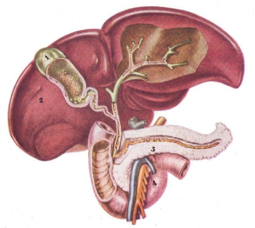 Májtisztító és epekezelő recept
