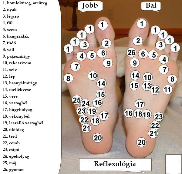Reflexológia