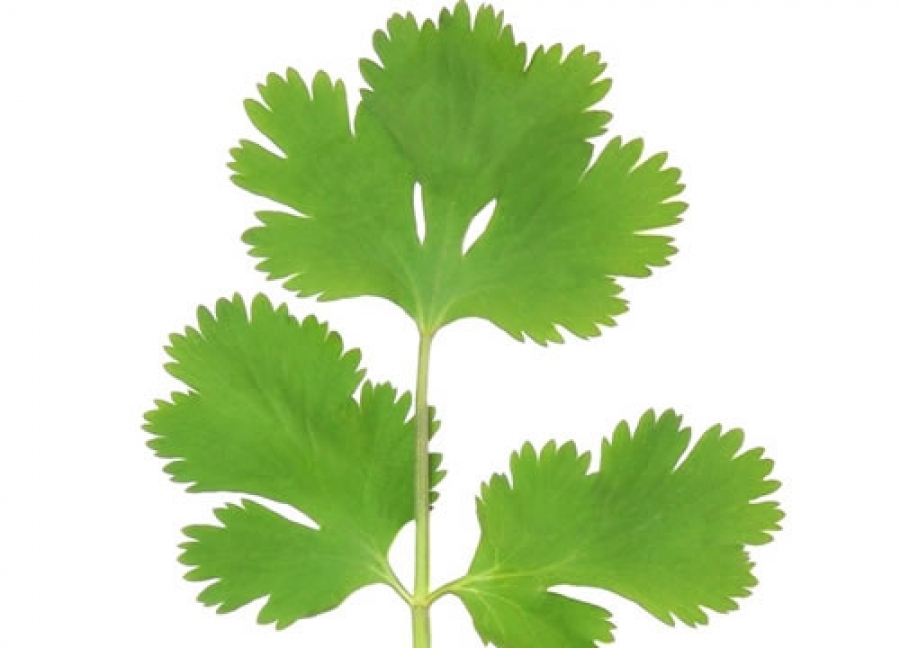 A koriander segít a szervezet méregtelenítésében