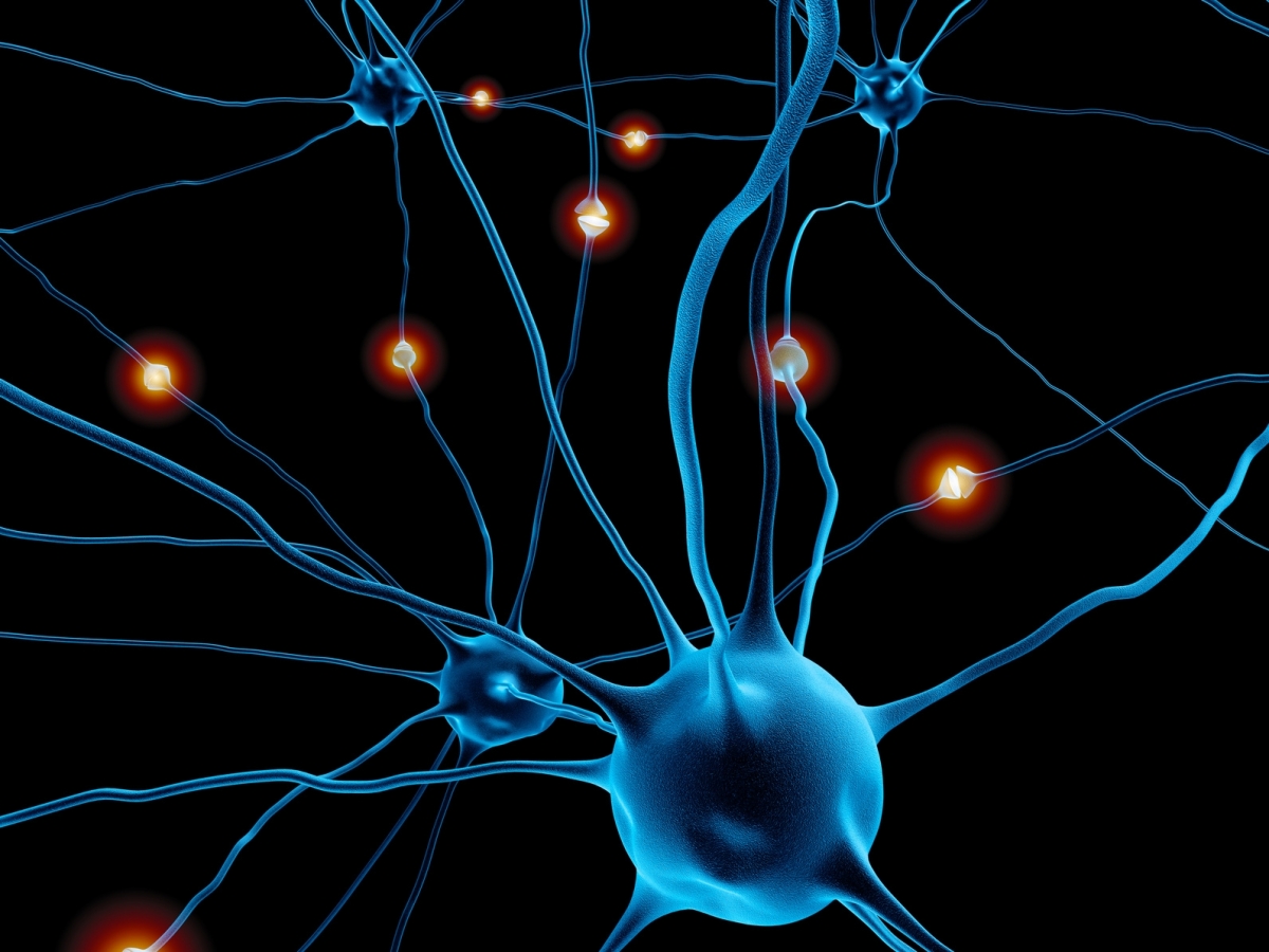 Az agysejtek és az alvás