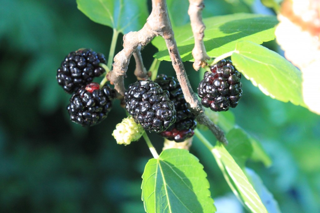 Egy újabb egészségügyi csoda: a faeper