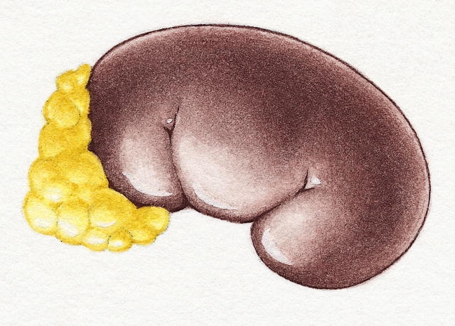 A mellékvese-kimerültség tünetei