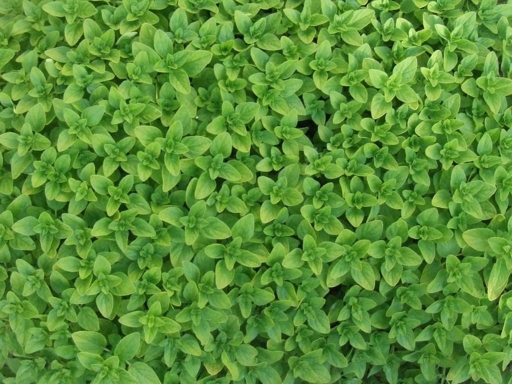 A csábító illatú és eltéveszthetetlen ízű oregánó