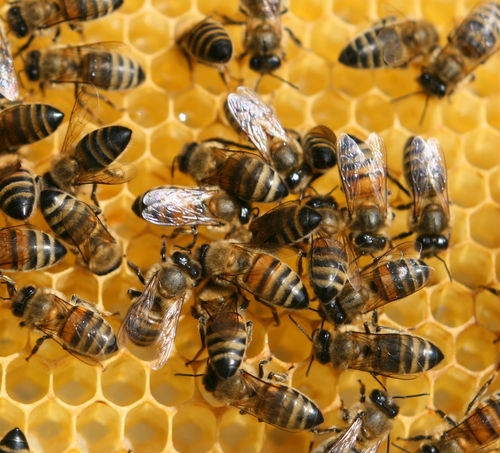 Méhpempő és méz?