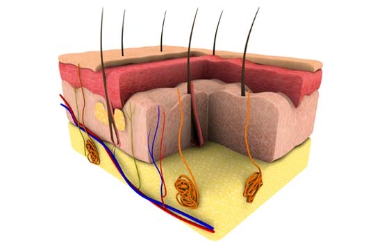 Hogyan szabaduljunk meg a belső combon kialakuló szőrtüszőgyulladástól?