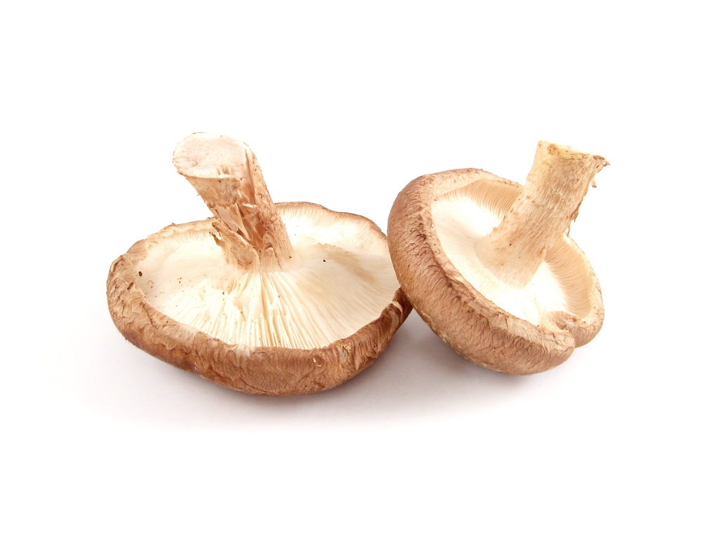 Shiitake gyógygomba