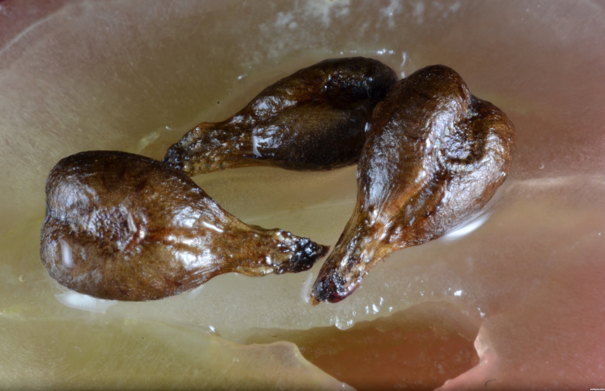 A prosztata rák kockázata 50%-kal csökkenthető szőlőmag kivonattal?