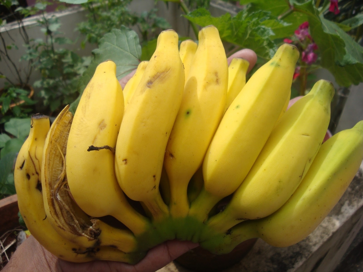 A banán shake segít a hízásban?