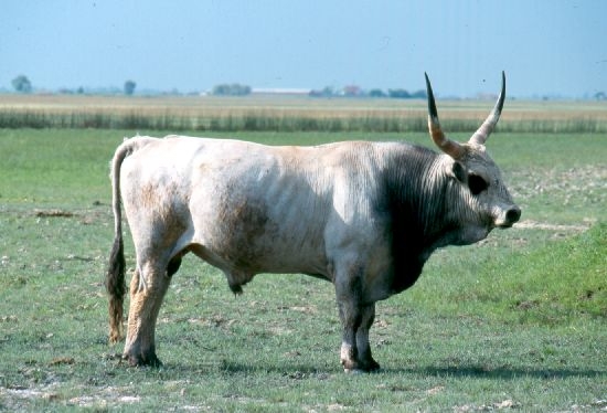 A szürke marha és a mangalica legendája
