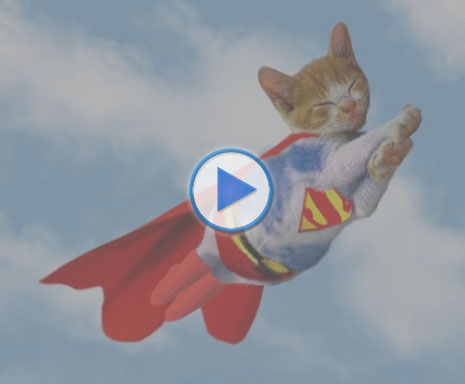 A ''szuper macska'' megvédi a gyermeket a kutyatámadástól