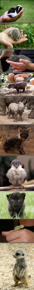 Melyik a legkedvesebb?